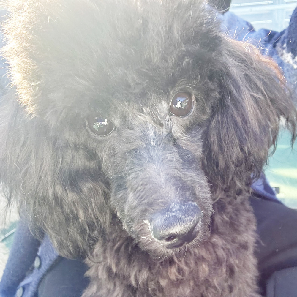 生徒が撮影したモデル犬♪①